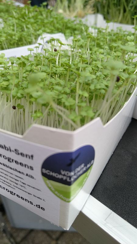 Wasabi-Senf Microgreens