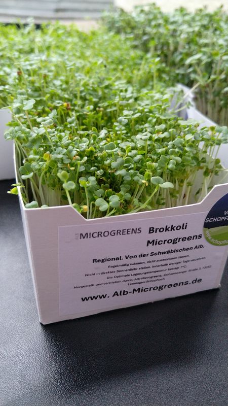 Brokkoli Microgreens
