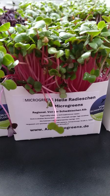 Helle Radieschen Microgreens