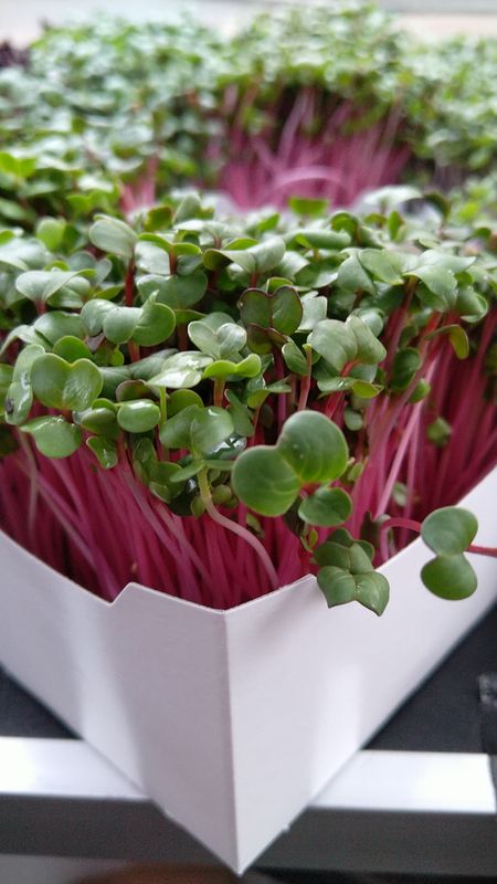 Helle Radieschen Microgreens