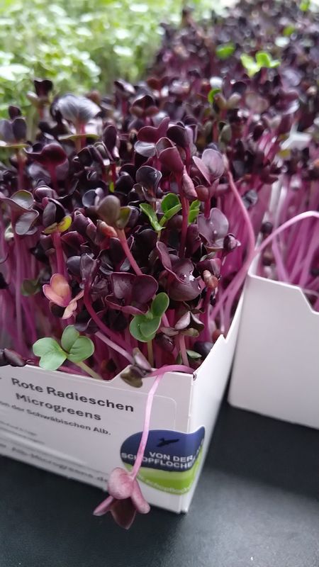 Rosa Radieschen Microgreens