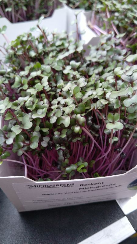 Rotkohl Microgreens