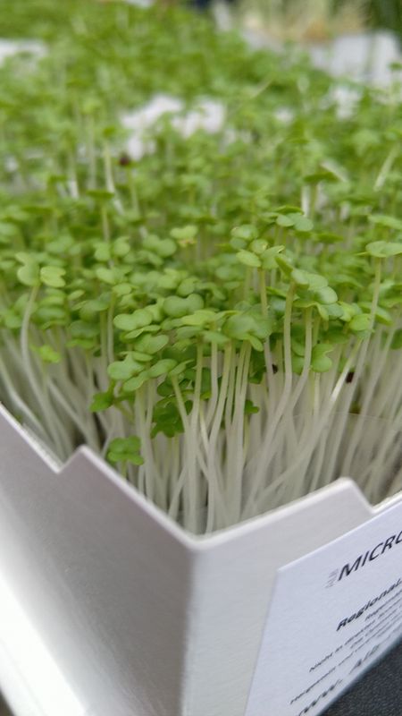 Wasabi-Senf Microgreens