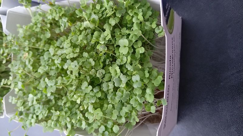 Rucola Microgreens