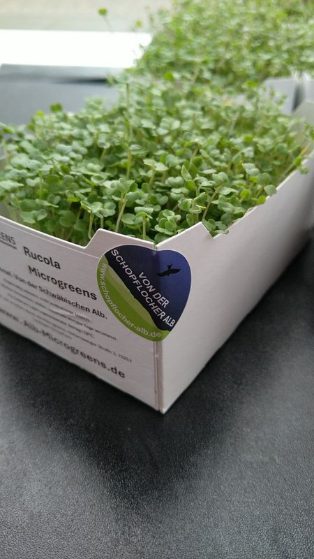 Rucola Microgreens