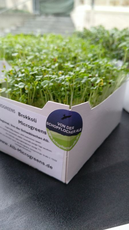 Brokkoli Microgreens