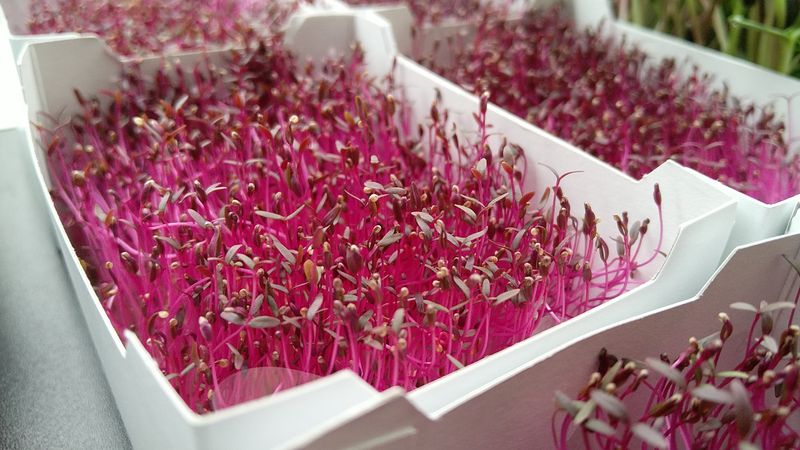 Roter Amaranth Microgreens
