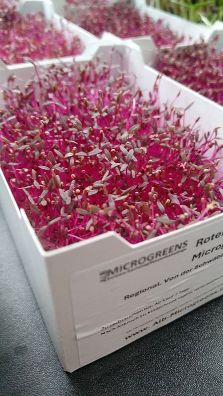Roter Amaranth Microgreens