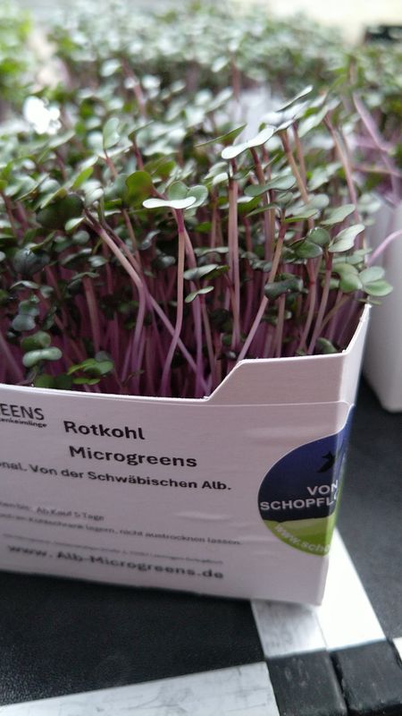 Rotkohl Microgreens