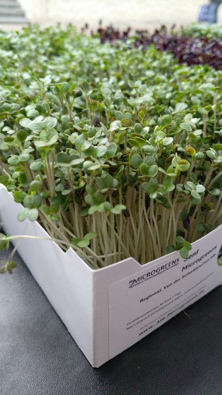 Senf Microgreens