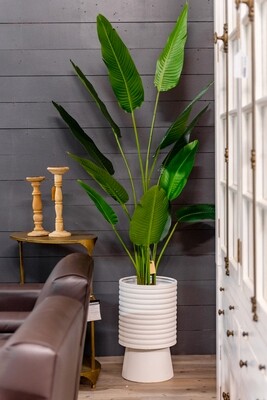 Plants and Trees