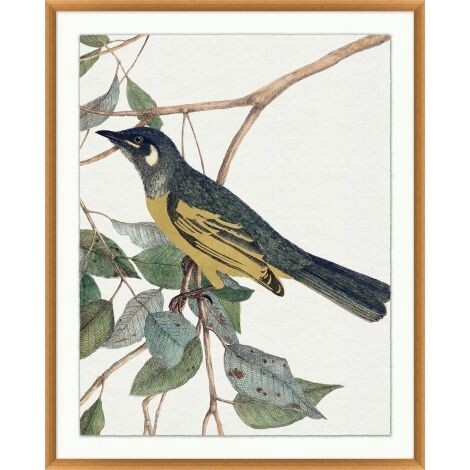 GILDED BIRD 2