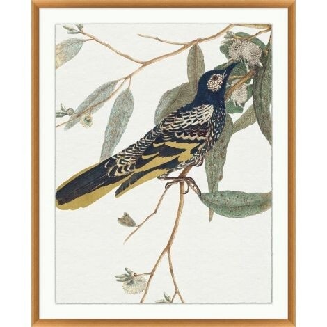 GILDED BIRD 1