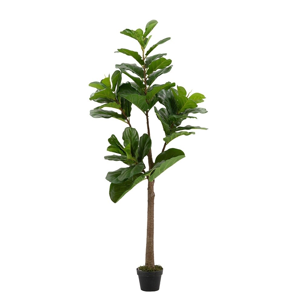 MBW - 6&#39; FIDDLE-LEAF FIG TREE