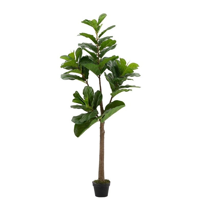 MBW - 6&#39; FIDDLE-LEAF FIG TREE