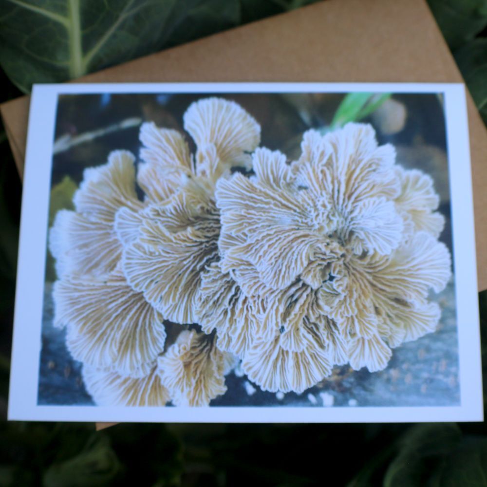 Set of Fungi/Myxomycetes Cards
