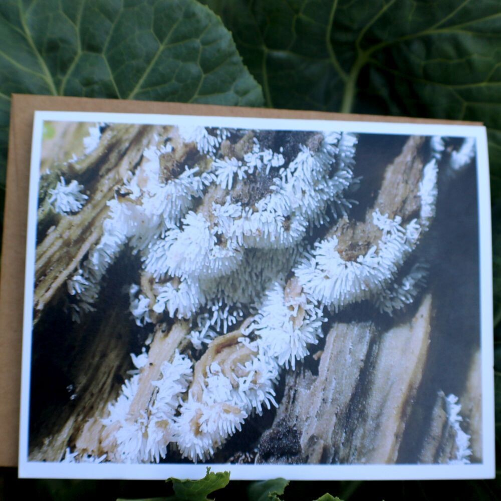 Set of Fungi/Myxomycetes Cards