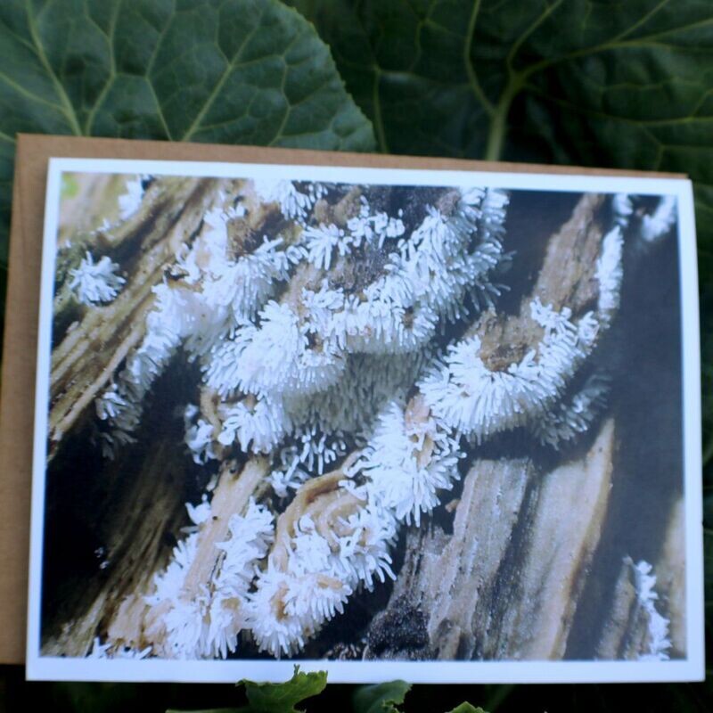 Set of Fungi/Myxomycetes Cards