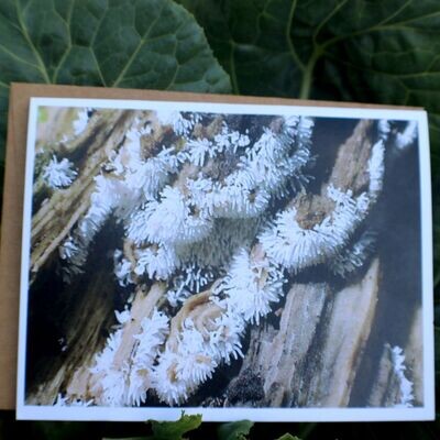 Set of Fungi/Myxomycetes Cards