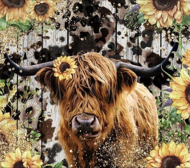 Highland Cow with Sunflowers