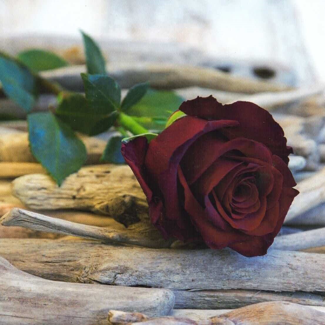 Grußkarte "Rote Rose"