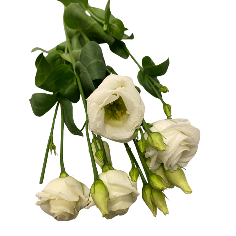 Lisianthus weiß