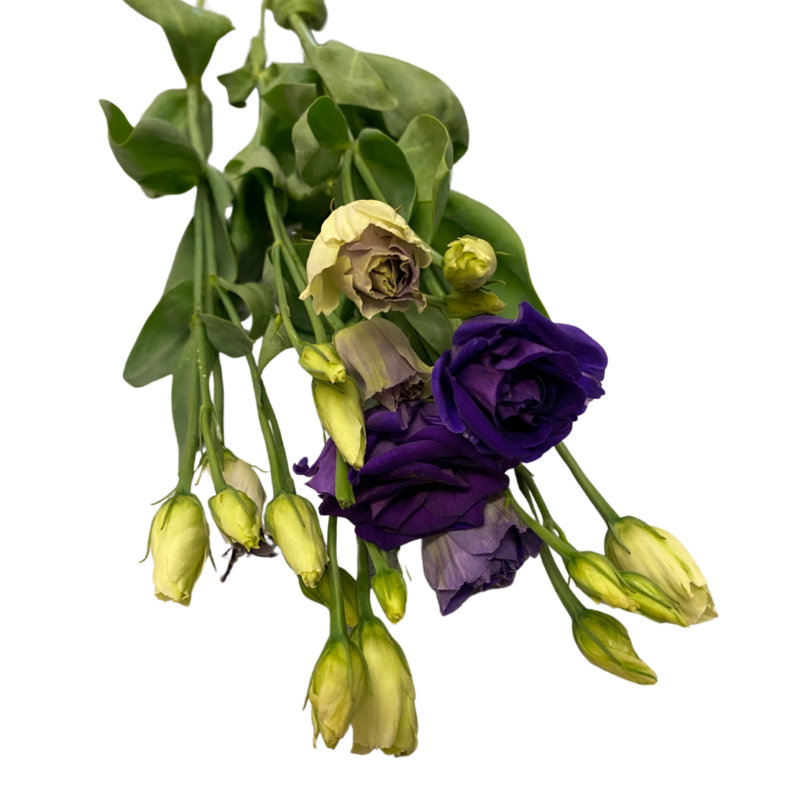 Lisianthus violett