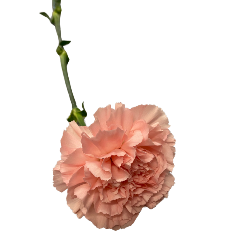 Nelke rosa
