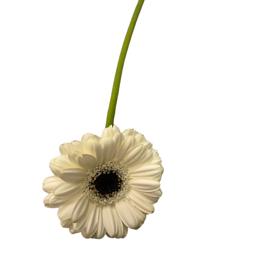 Gerbera weiß