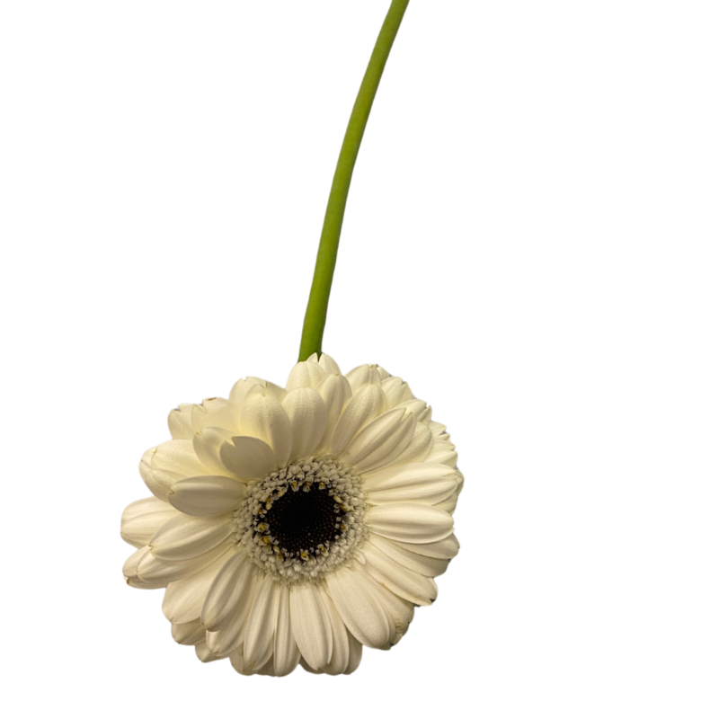 Gerbera weiß