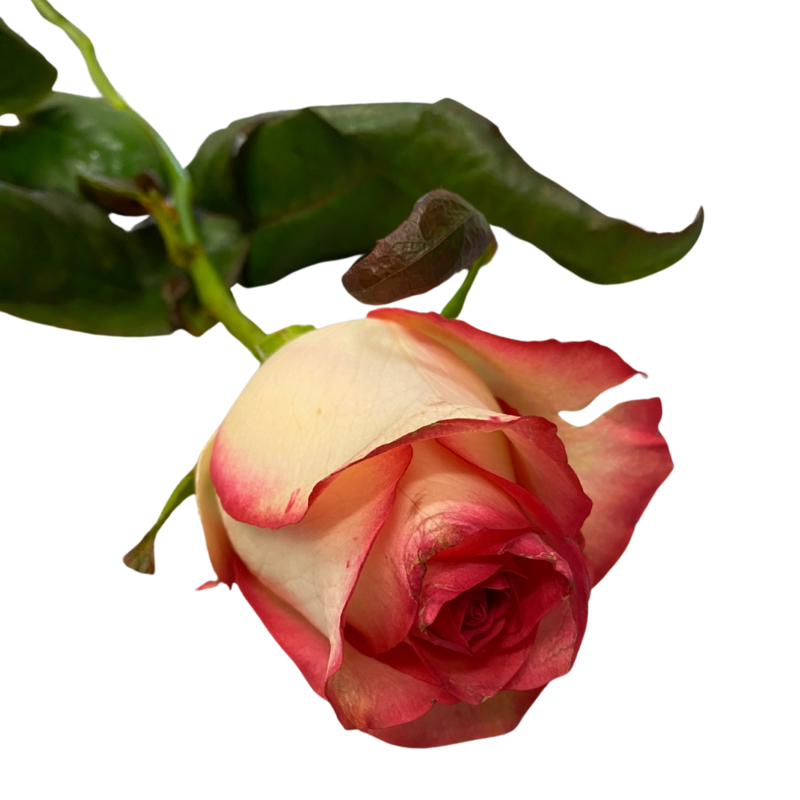 Rose rosarot
