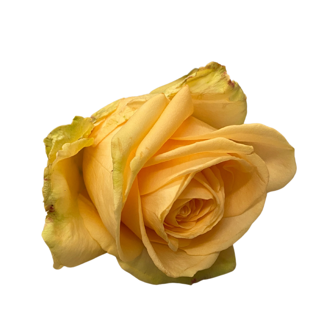 Rose apricot