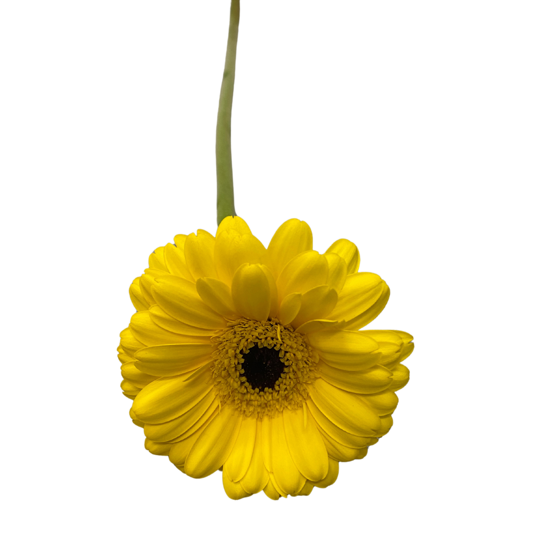 Gerbera gelb