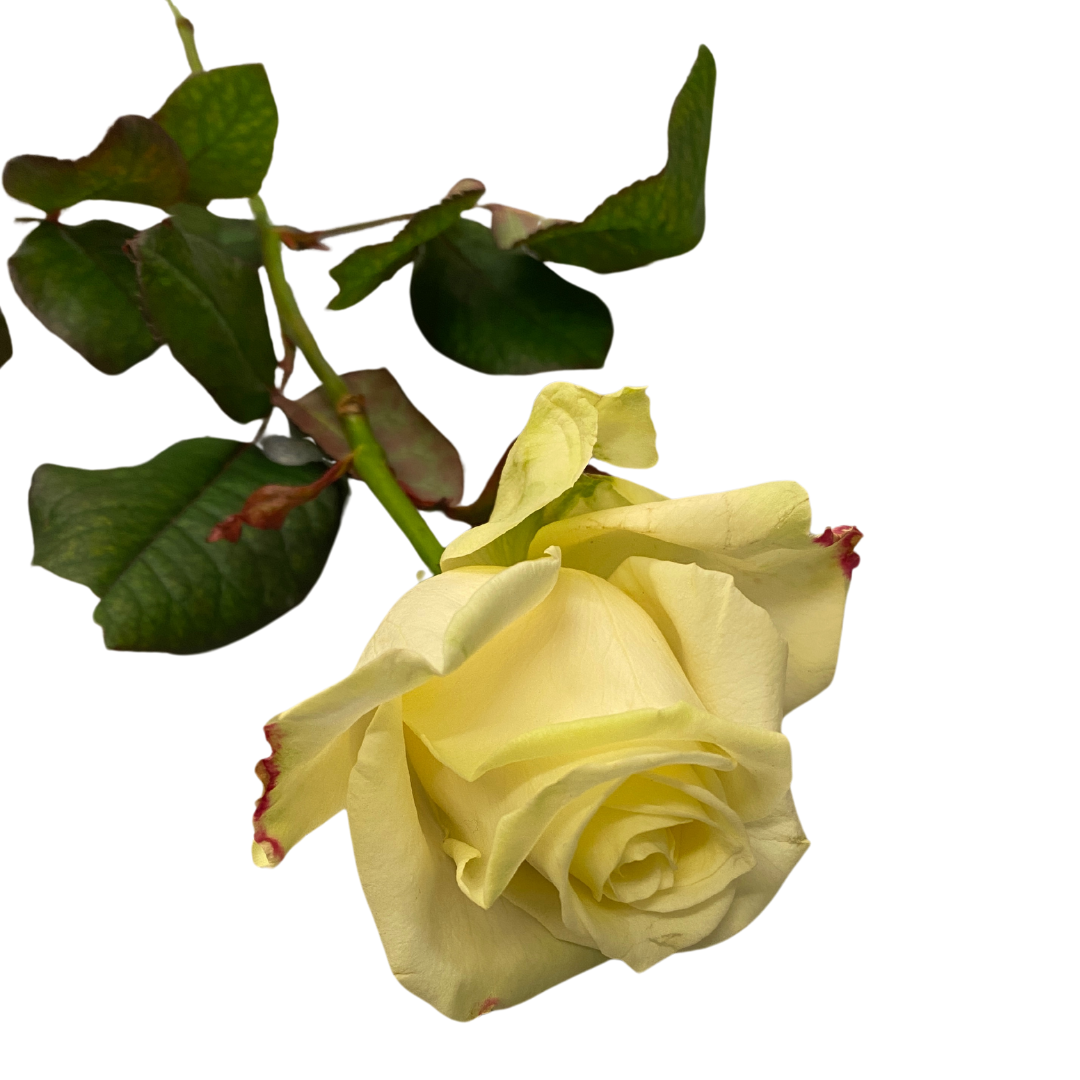 Rose weiß