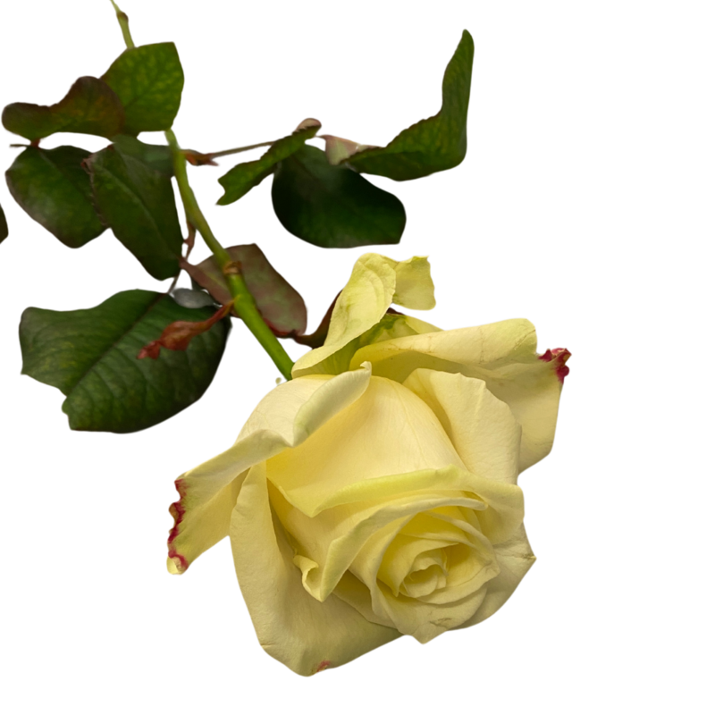 Rose weiß