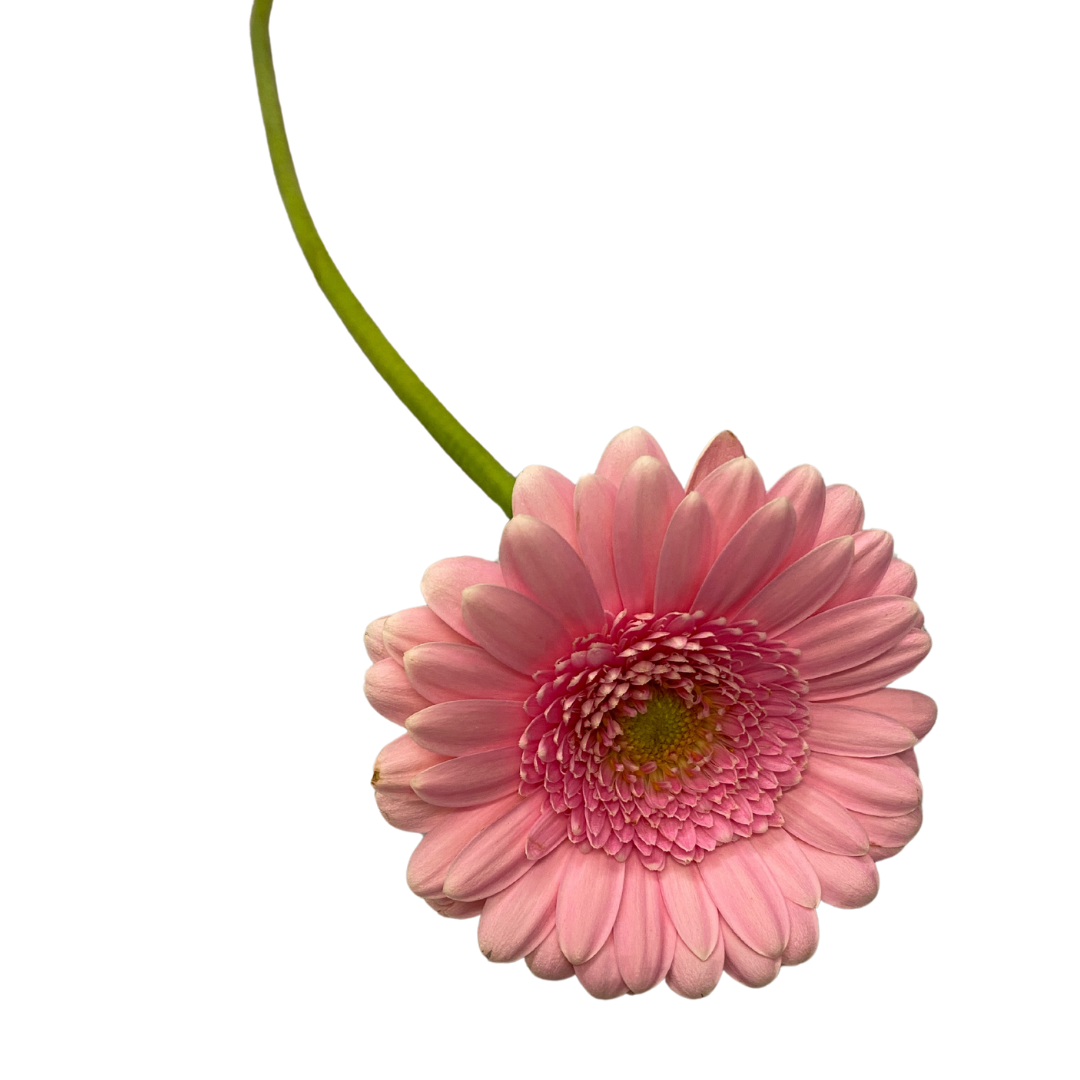 Gerbera rosa