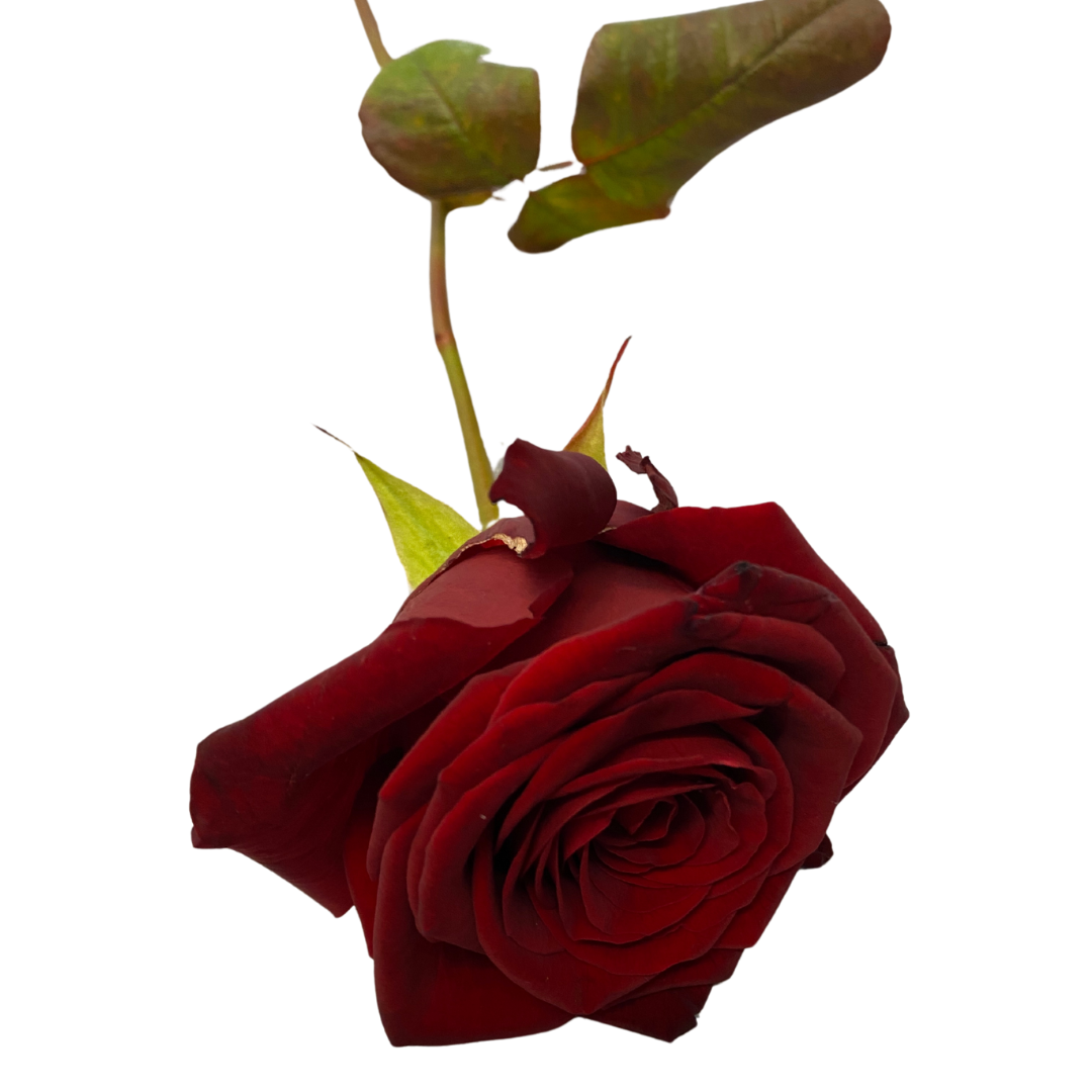 Rose rot