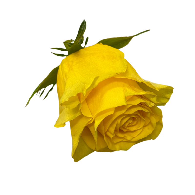 Rose gelb