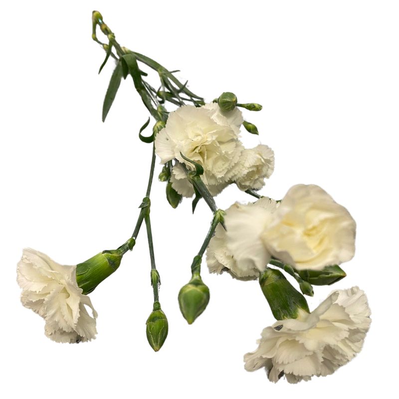 Spraynelke weiß Spraynelke weiß