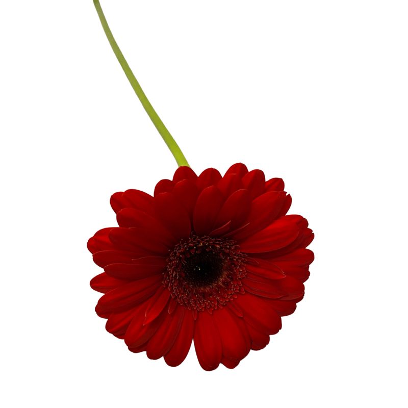 Gerbera rot Gerbera rot