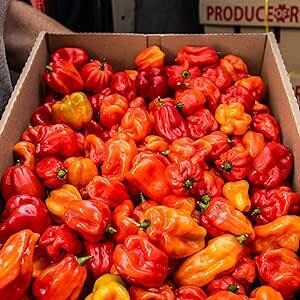 Ata Rodo – Scotch Bonnet – 500g