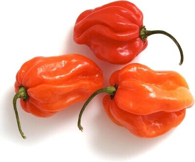 Ata Rodo – Scotch Bonnet – 500g