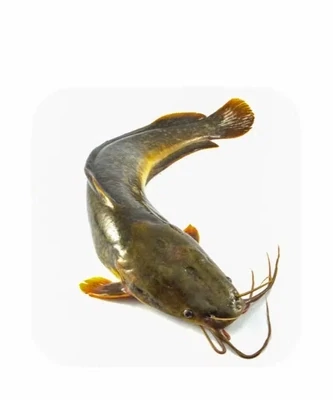 Fresh Catfish Cuts &amp; Whole 1kg