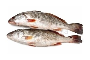 Croaker UnCut 1 psc 2kg 