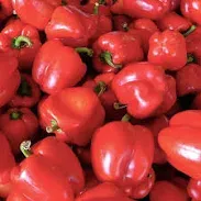 Bell Pepper  Box 