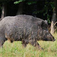 Schwarzwild