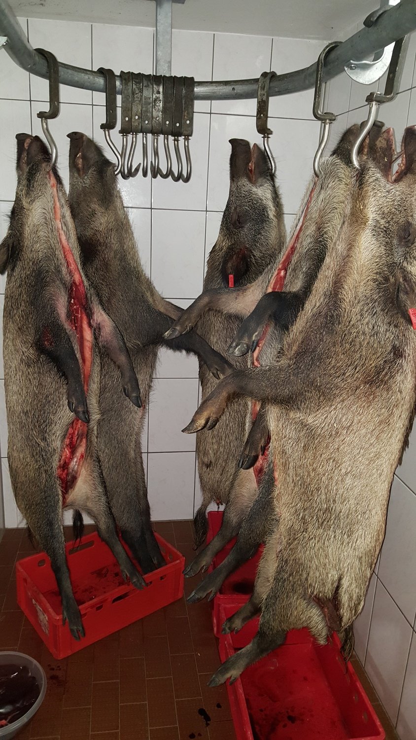 Wildschwein Gewicht 30 bis 90 kg, Ganzes Wildschwein in der Schwarte. Ideal für Grill, Smoker oder Braten. 5,50 €/kg zzgl. Trichinen-Untersuchung. Wildschwein Gewicht 30 bis 90 kg, Ganzes Wildschwein in der Schwarte. Ideal für Grill, Smoker oder Braten. 5,50 €/kg zzgl. Trichinen-Untersuchung.