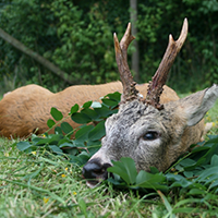 Rehwild, ganz frisches Rehwild aus eigener Jagd, als ganzes Stück in der Decke. Ideal für Wildverarbeiter, Jäger und Direktvermarkter. Preis: 6,90 €/kg Rehwild, ganz frisches Rehwild aus eigener Jagd, als ganzes Stück in der Decke. Ideal für Wildverarbeiter, Jäger und Direktvermarkter. Preis: 6,90 €/kg
