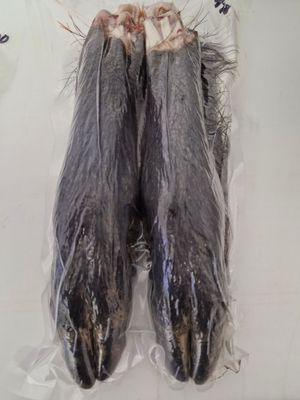 Hundeausbildung Wildschwein-Schalen 2 Stück 6,50 € optimal für Fährenschuhe Hundeausbildung Wildschwein-Schalen 2 Stück 6,50 € optimal für Fährenschuhe