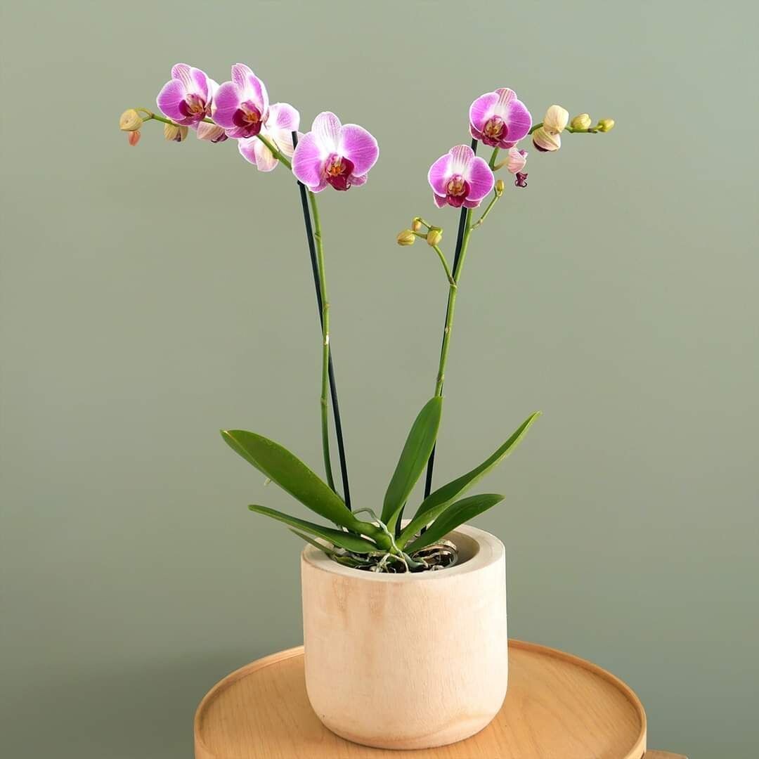 orchidea 2 stem